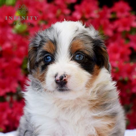 Aussiedoodles For Sale Adopt Aussiedoodle Puppies For Sale Online