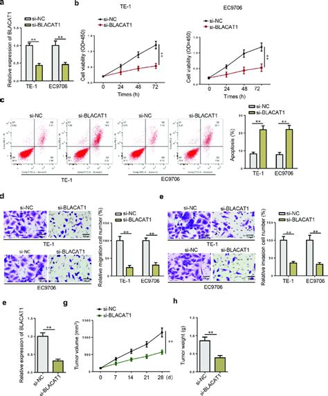 Blacat Knockdown Inhibits Malignant Phenotypes In Ec Cells A