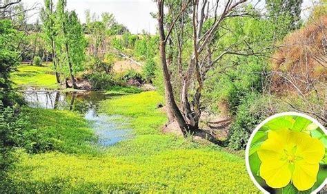 En Pozuelo No Es Oro Todo Lo Que Reluce En Medio Ambiente La Planta