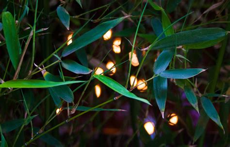 Free Images Nature Grass Branch Light Plant Sunlight Leaf Flower Green Jungle Insect