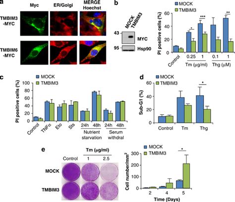 Tmbim Protects Against Er Stress Mediated Apoptosis A Wt Mefs Cells