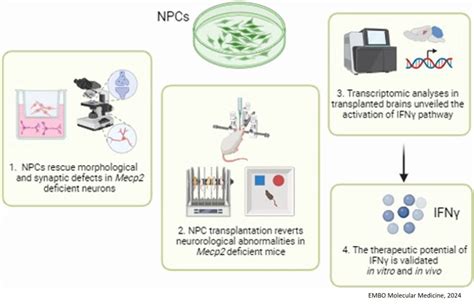 Neural Precursor Cells Rescue Symptoms Of Rett Syndrome Sciencemission