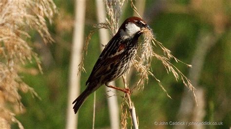 Spanish Sparrow adult male - John Caddick | John Caddick