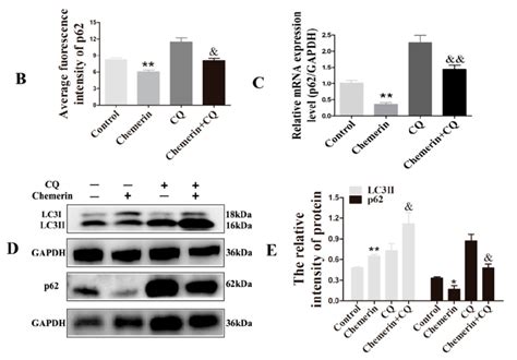 Chloroquine Cq Inhibits Chemerin Induced Autophagy In Bmecs The