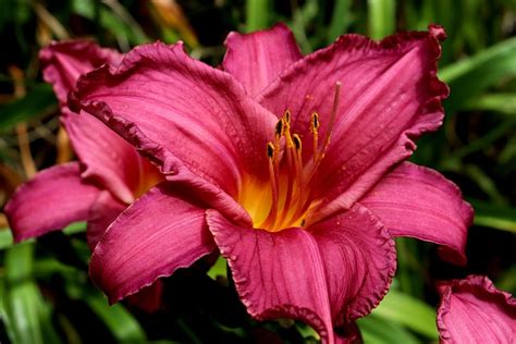 옥잠화 꽃 Hemerocallis Pixabay의 무료 사진 Pixabay