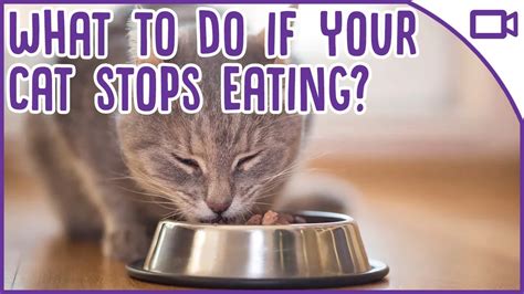 What To Do If Your Cat Wont Eat Cat Health Tips Housepetscare