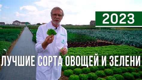 Лучшие урожайные сорта овощей и зелени для посадки в следующем сезоне ...