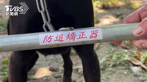 首創！台南流浪犬掛「防追矯正器」 看法不一