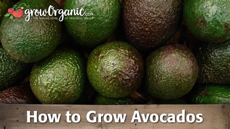 How To Grow Organic Avocados Youtube