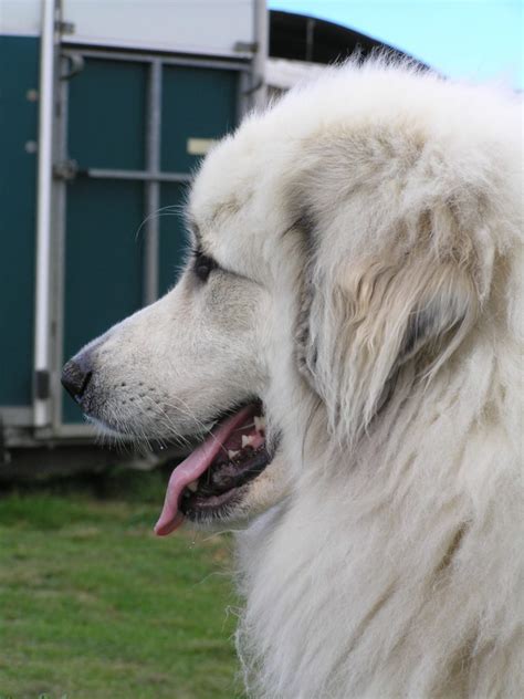 Cane Da Montagna Dei Pirenei Foto Caratteristiche E Prezzo Della Razza