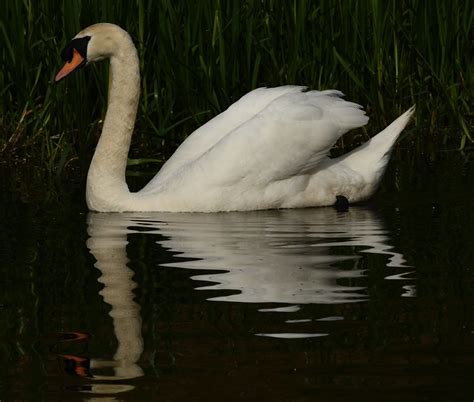 Swan And Signets Roz Rossi Flickr