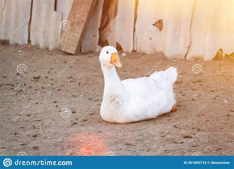 Ganso Blanco Granja De Aves Hermosos Gansos Blancos En Rayos De Sol