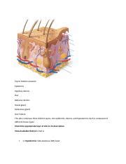 Masteringa P Lab Module Two Homework Docx Top To Bottom Answers