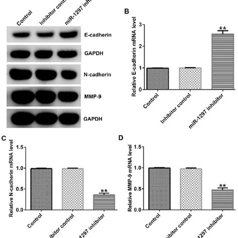 Mir 1297 Knockdown Inhibits Mda Mb 231 Cell Proliferation Mda Mb 231