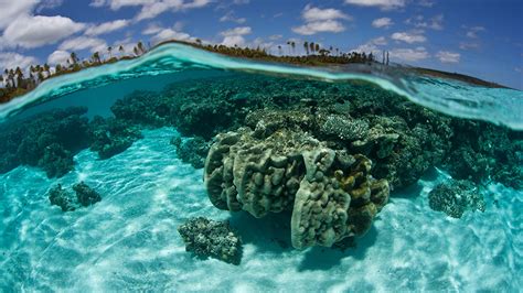 Diving New Caledonia New Caledonia Dive Resorts And Liveaboards