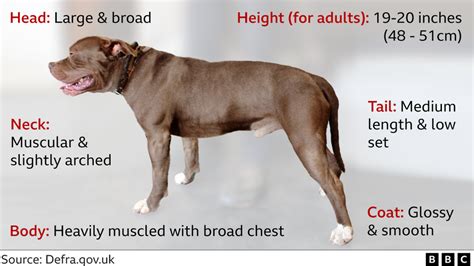 How dangerous are XL bullies and how does the ban work? - BBC News