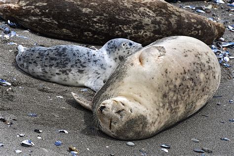 newborn harbor seal pup – Mendonoma Sightings