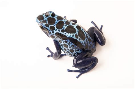 Blue Dyeing Poison Arrow Frog Dendrobates Tinctorius Sipaliwini