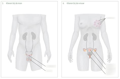 Biologie Klieren Soorten Bij M V Diagram Quizlet