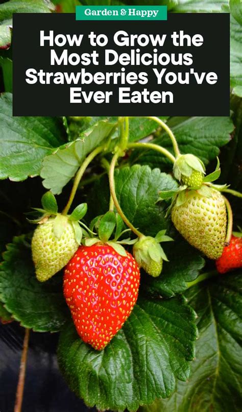 Growing Strawberries How To Grow The Most Delicious Strawberries You