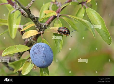 Rainbow Leaf Beetle Chrysolina Cerealis On Blackthorn Stock Photo Alamy