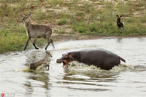 野狗、鳄鱼、河马，羚羊三次逃脱被吃手机凤凰网