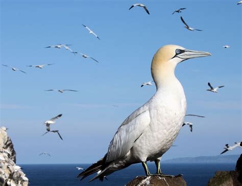 Gannet, Animals, Animal behavior