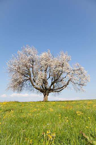 개화기 늙음 벚꽃 나무 아래에서 파란 하늘 중환 Switzerland 0명에 대한 스톡 사진 및 기타 이미지 0명 4월