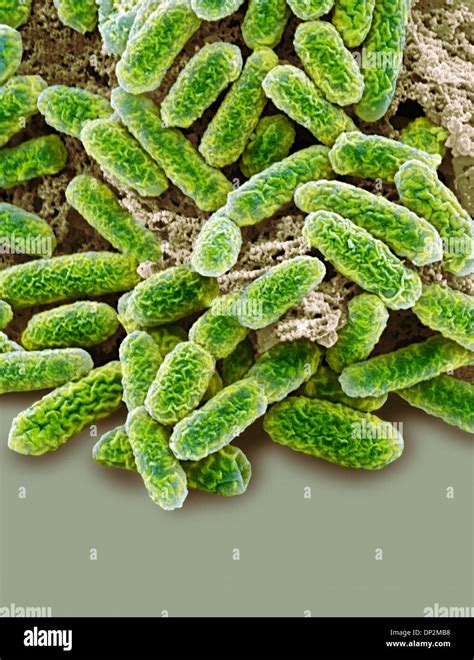 E Coli Bacteria SEM Stock Photo Alamy