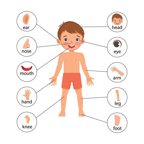 Cartaz De Ilustração De Garotinho De Partes Do Corpo Humano Com Gráfico De Rótulo De Texto De