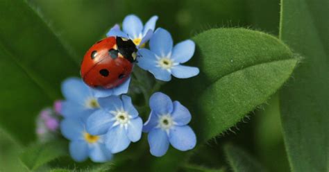 Ladybug Symbolism: The Catholic Way the Insect Got Its Name