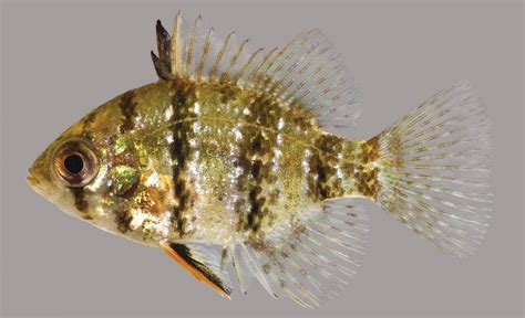 Blackbanded Sunfish Discover Fishes