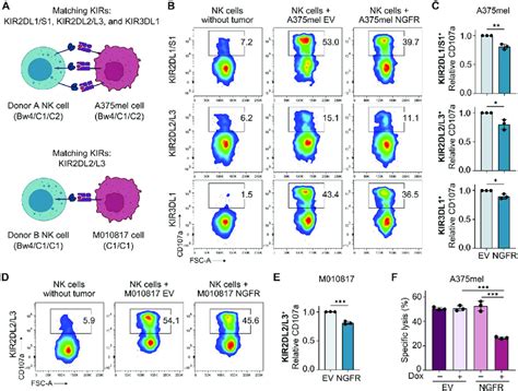 Degranulation And Cytotoxicity Of KIR Matched NK Cells Are Impaired