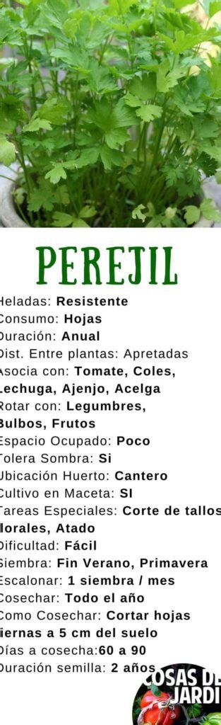 Cómo cuidar una planta de perejil consejos esenciales para su cultivo