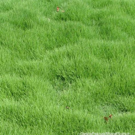 Jual Rumput Hidup Peking Jepang 20 X 15 Cm Zoysia Japonica Rumput Hijau