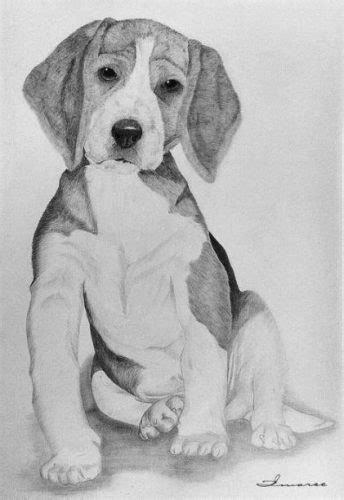 C Mo Dibujar Un Beagle Paso A Paso Muy F Cil Dibuja F Cil