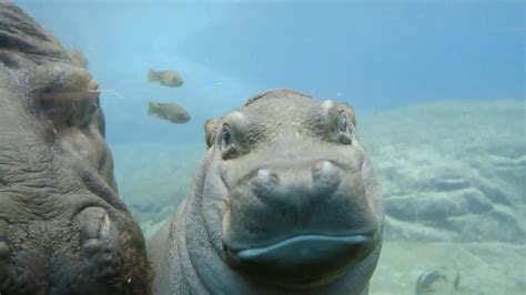 San Diego Zoo Baby Hippo Makes Splashy Debut - ABC News