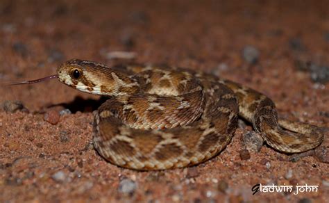 Biodiversity Of Bharathidasan University Big Four Snakes Of India Can