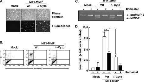 Induction Of Necrosis By MT1 MMP Requires Intracellular Signaling