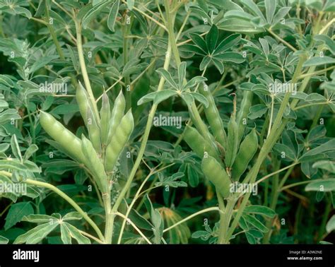 White Lupin Lupinus Albus Mature Seedpods Variety Vladamir Stock Photo