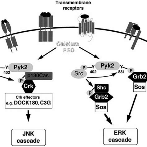 Characterization Of Pyk2 Mutants A Schematic Diagram Of Different