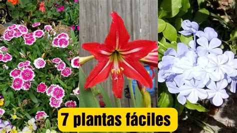 7 Plantas Para El Jardín De Cuidados FÁciles Youtube