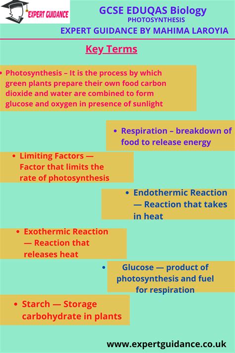 Gcse Eduqas Biology Photosynthesis Complete Revision Summary Artofit
