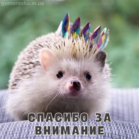 Спасибо за внимание картинки и открытки скачать (ТОП 25)