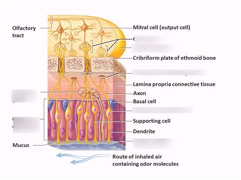Olfactory Cells Diagram