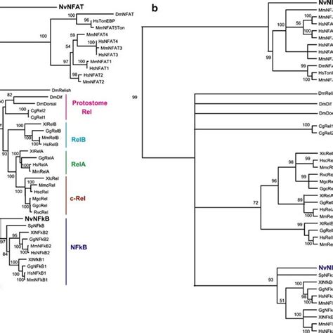 Phylogenetic Analysis Of Rhd Sequences A An Unrooted Neighborjoining