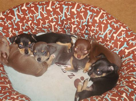 life in the dog house: World's Biggest Chihuahua?