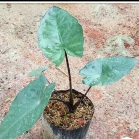 Jual PROMO Keladi Hitam Tanaman Hias Pohon Keladi Hitam Shopee