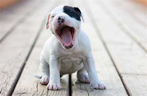 Dog Constantly Licking Lips And Yawning | Lipstutorial.org