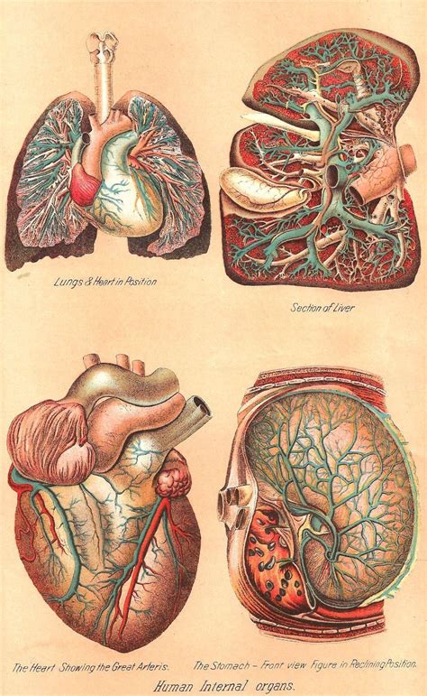 Internal Organs Chart Female